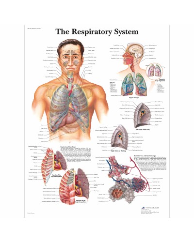 Диаграмма дыхательной системы